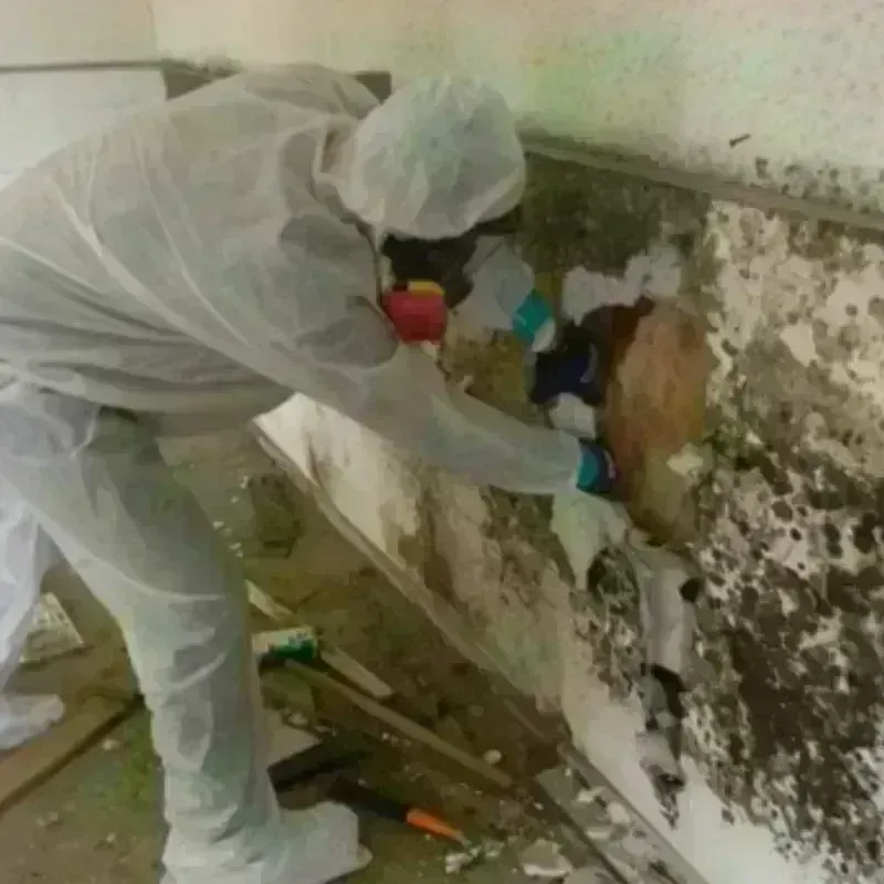 Mold Remediation and Removal in Parker, SD